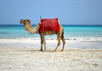 Camelo em praia de Djerba - Tunísia.