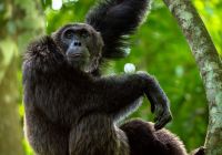 Chimpanzé pendurado