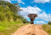 Parque Nacional Queen Elizabeth, Animais