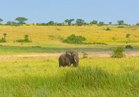 Parque Nacional Queen Elizabeth, Elefante