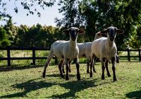 Fasano punta del este uruguai animais ovelha