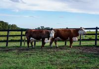Fasano punta del este uruguai animais vacas