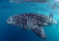 Vida marinha em Seychelles - Tubarão baleia