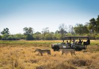 Wildlife safari botswana little machaba