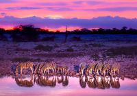 Zebra