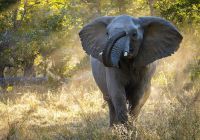 Zimbabue parque nacional hwange elefante