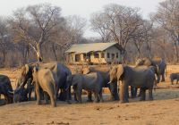 Zimbabue parque nacional hwange elefantes