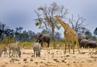 Zimbabue parque nacional hwange girafa