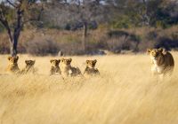 Zimbabue parque nacional hwange leoes