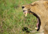 Zimbabue parque nacional mana pools leoa