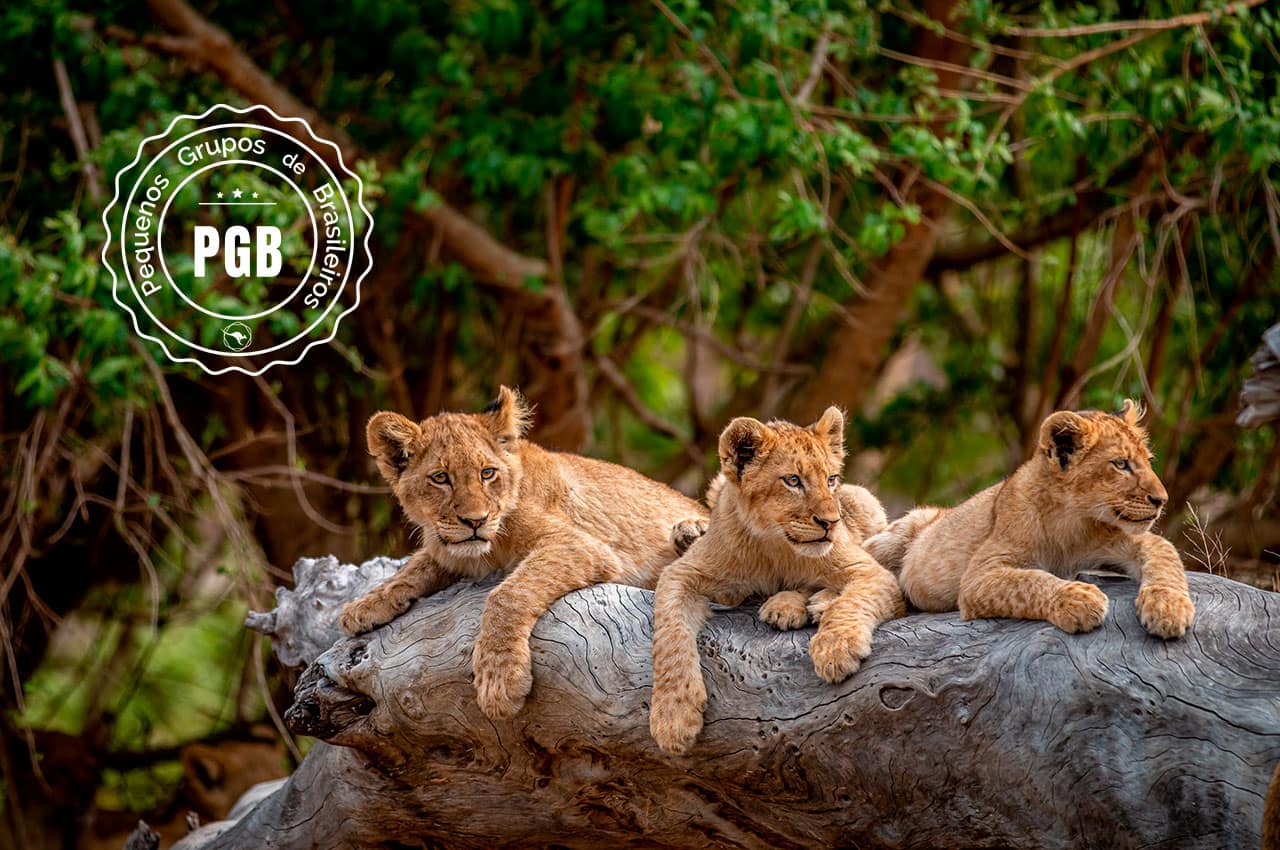Africa do sul pgb kapama lodge filhotes leao