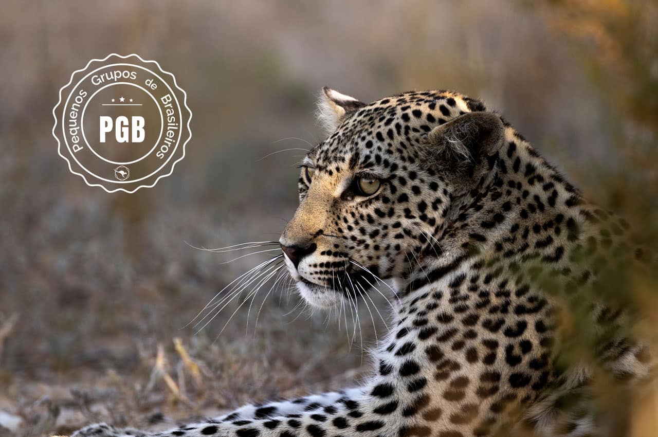 Africa do sul pgb kapama lodge leopardo