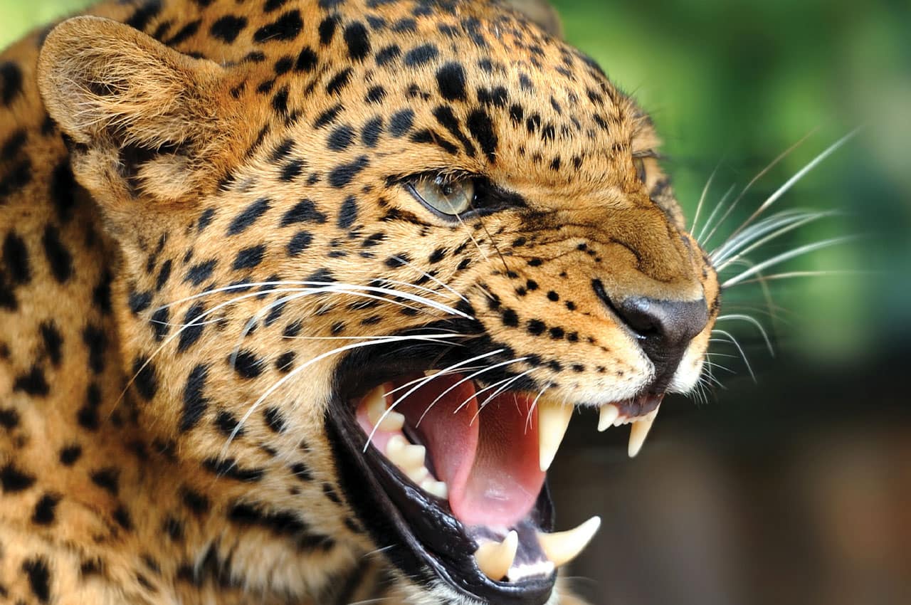 Cheetah na africa do sul