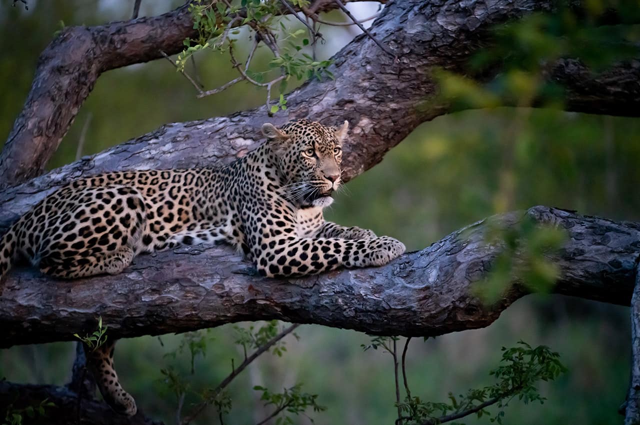 Cheetah plains leopardo jake johnstone