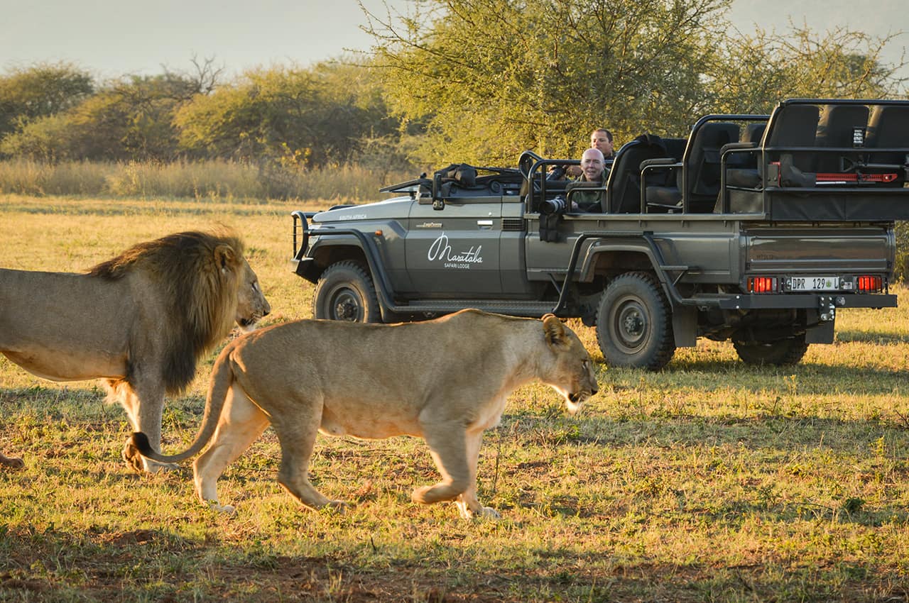 Marataba mountain lodge safari