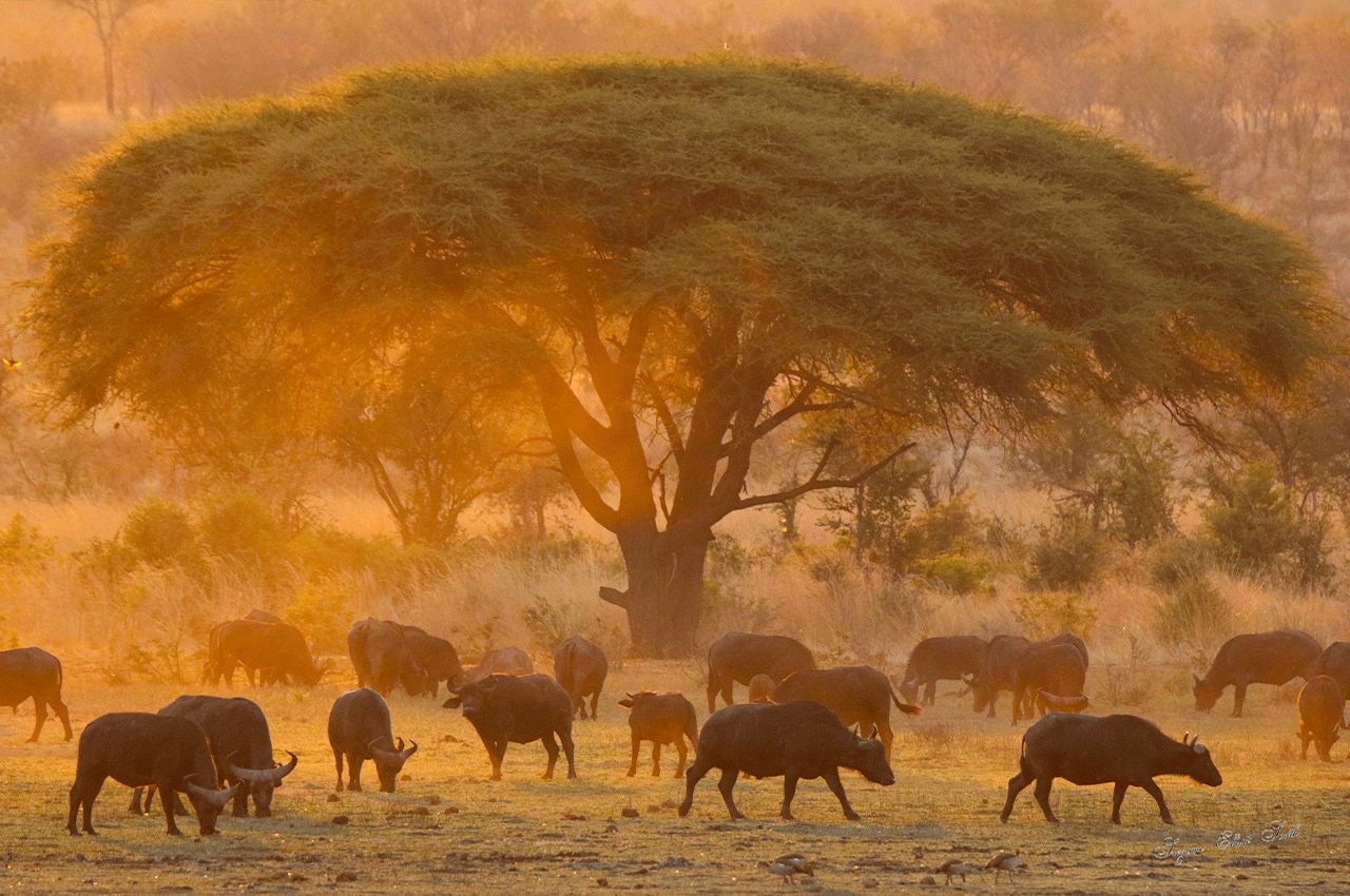 Nantwich zimbabue safari manada touro