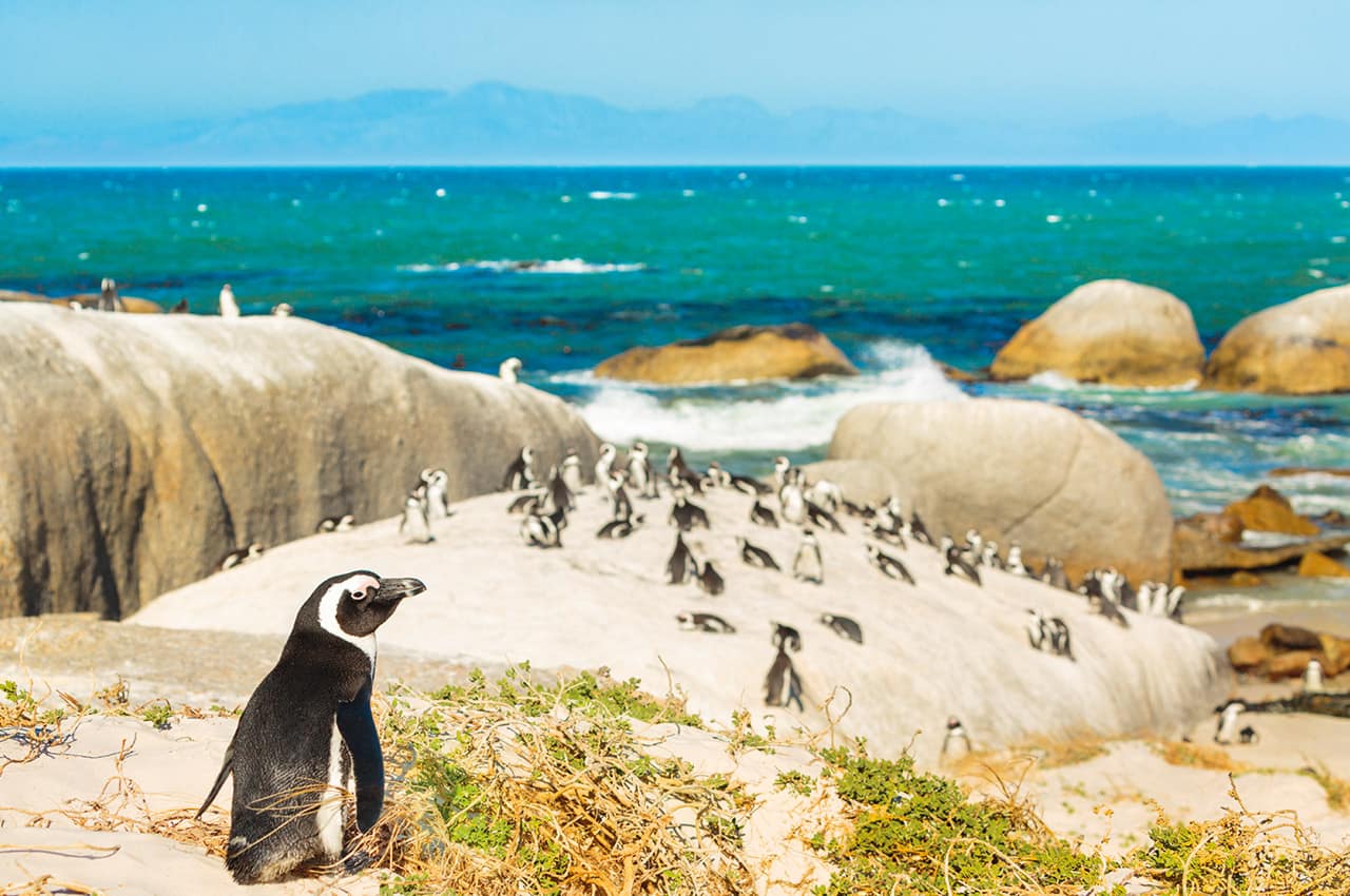 Pinguins cape town