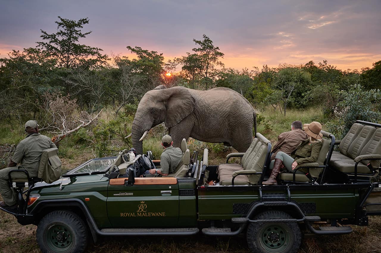 Royal malewane elefante