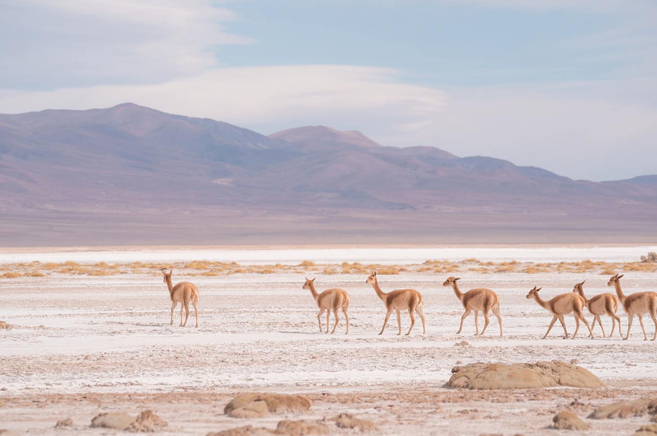 Argentina pristine camps salinas grandes fauna