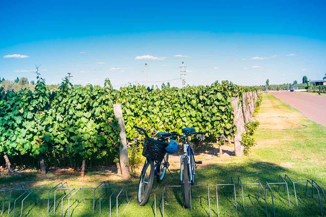 Bike tour at vineyards in the province of mendoza in argentina