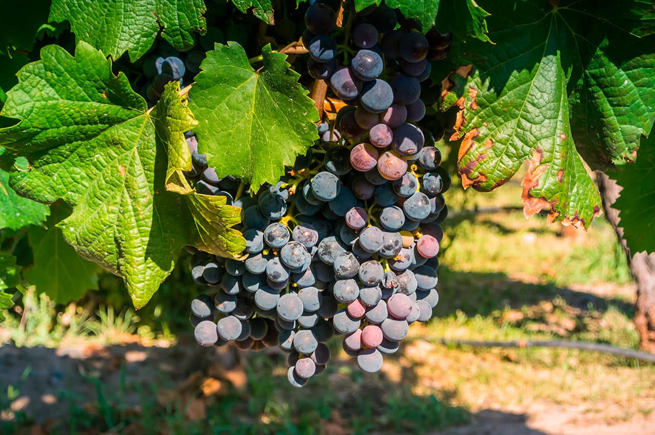 Cachos de uva em mendoza na argentina