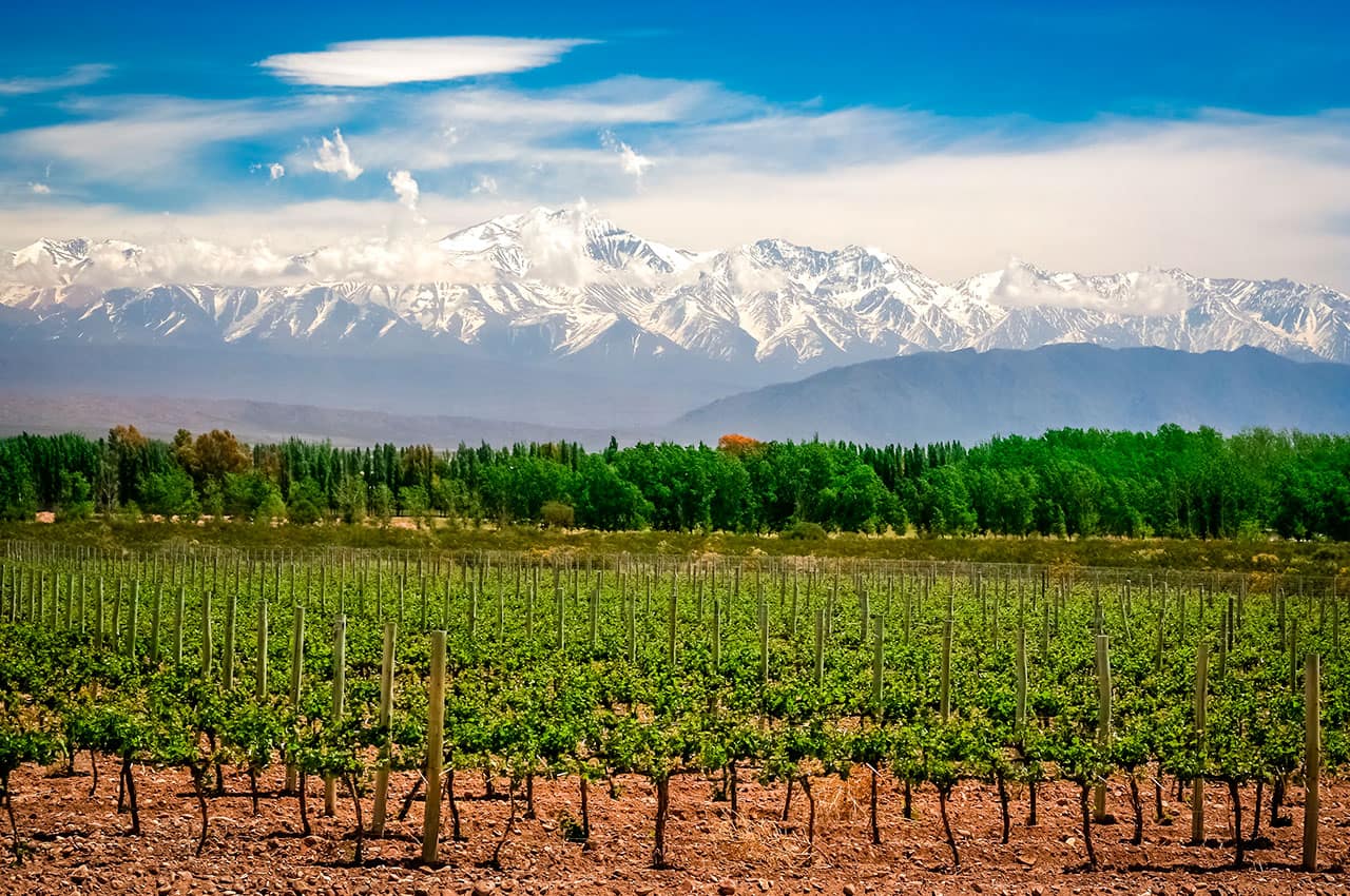 Organic vineyards near mendoza in argentina with andes in the background