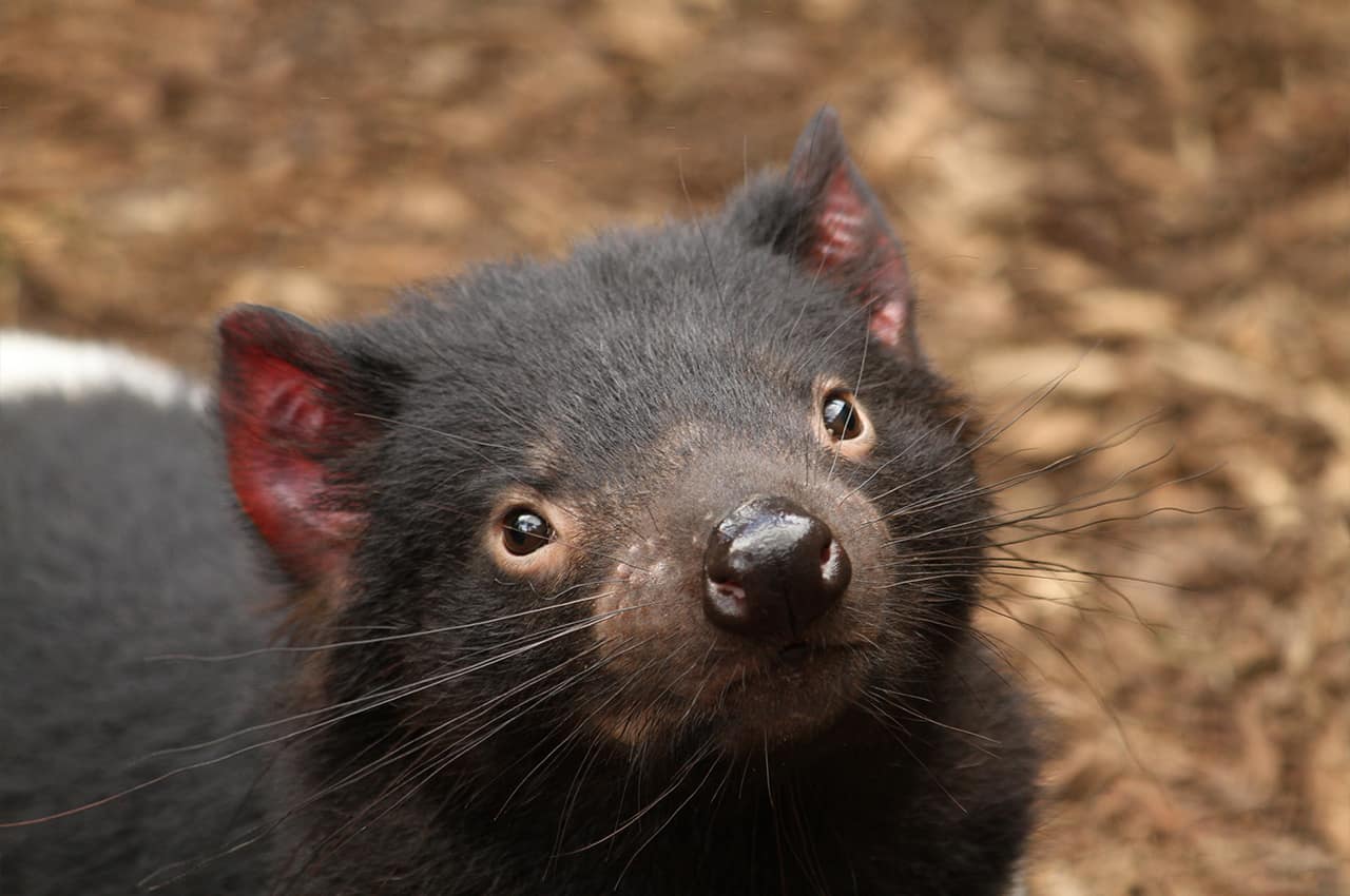 Australia tasmania animal