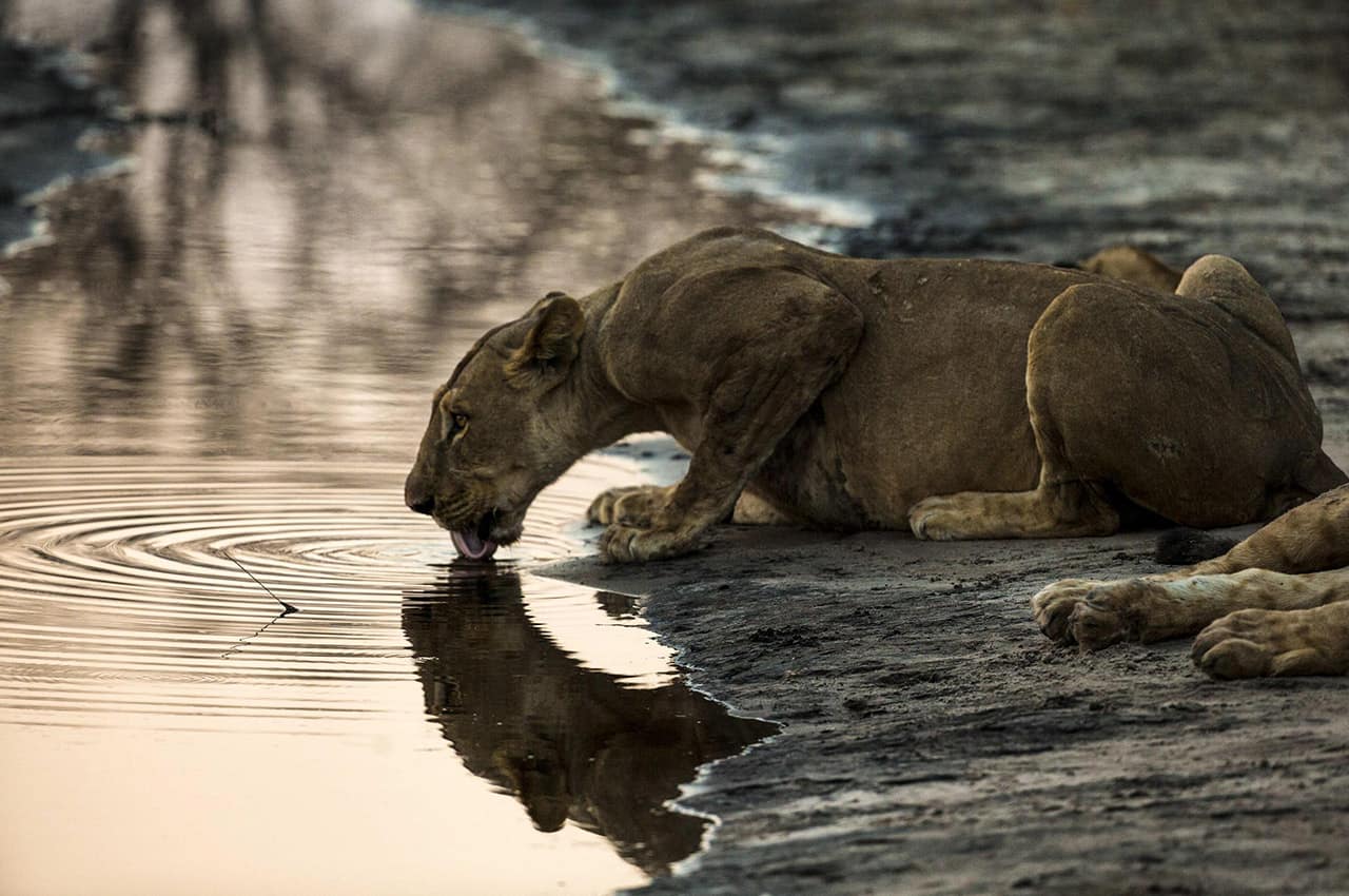 Botswana great plains selinda explorers leoa