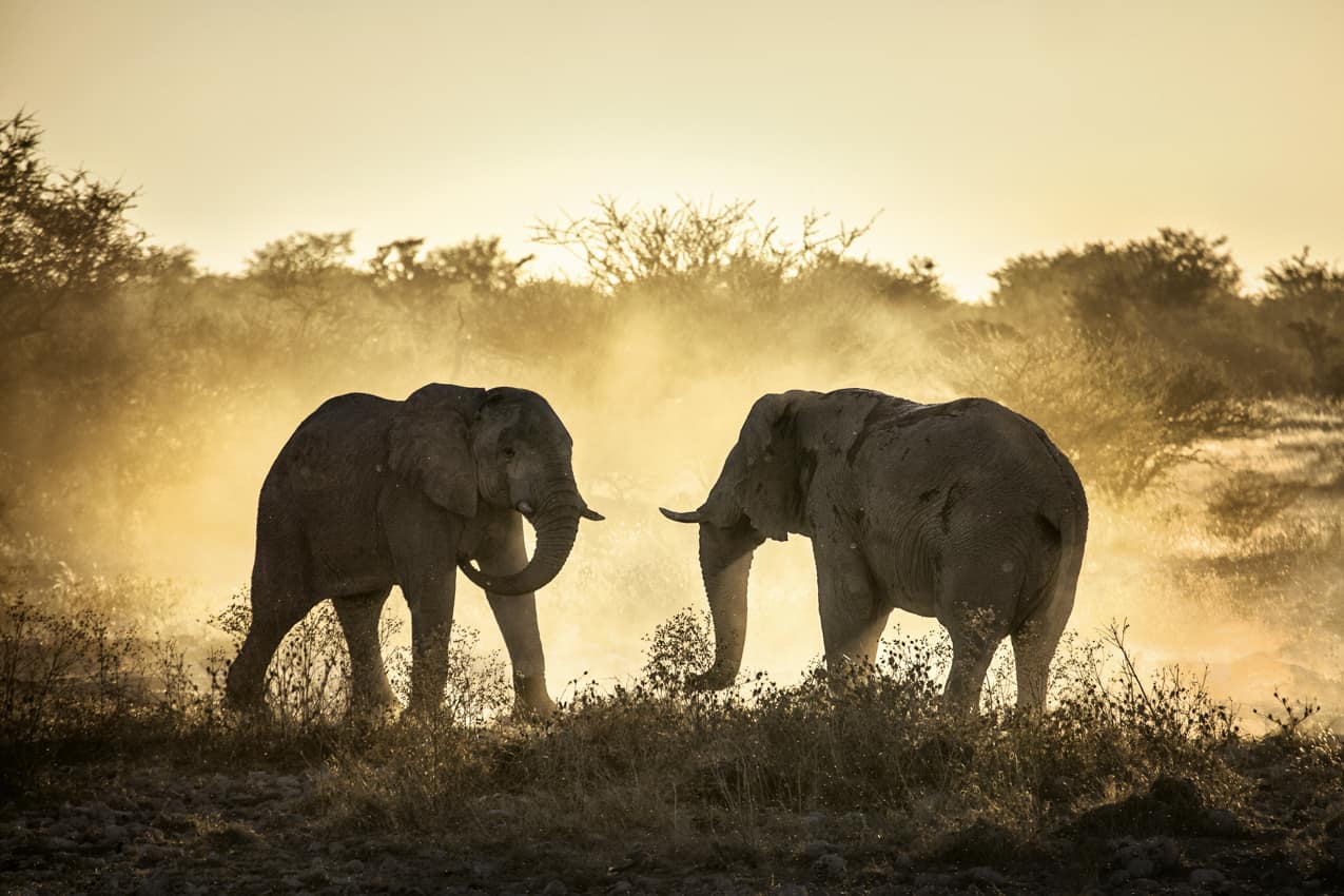 Elefantes africanos Botswana