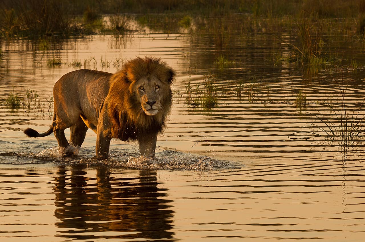 Leão em Botswana