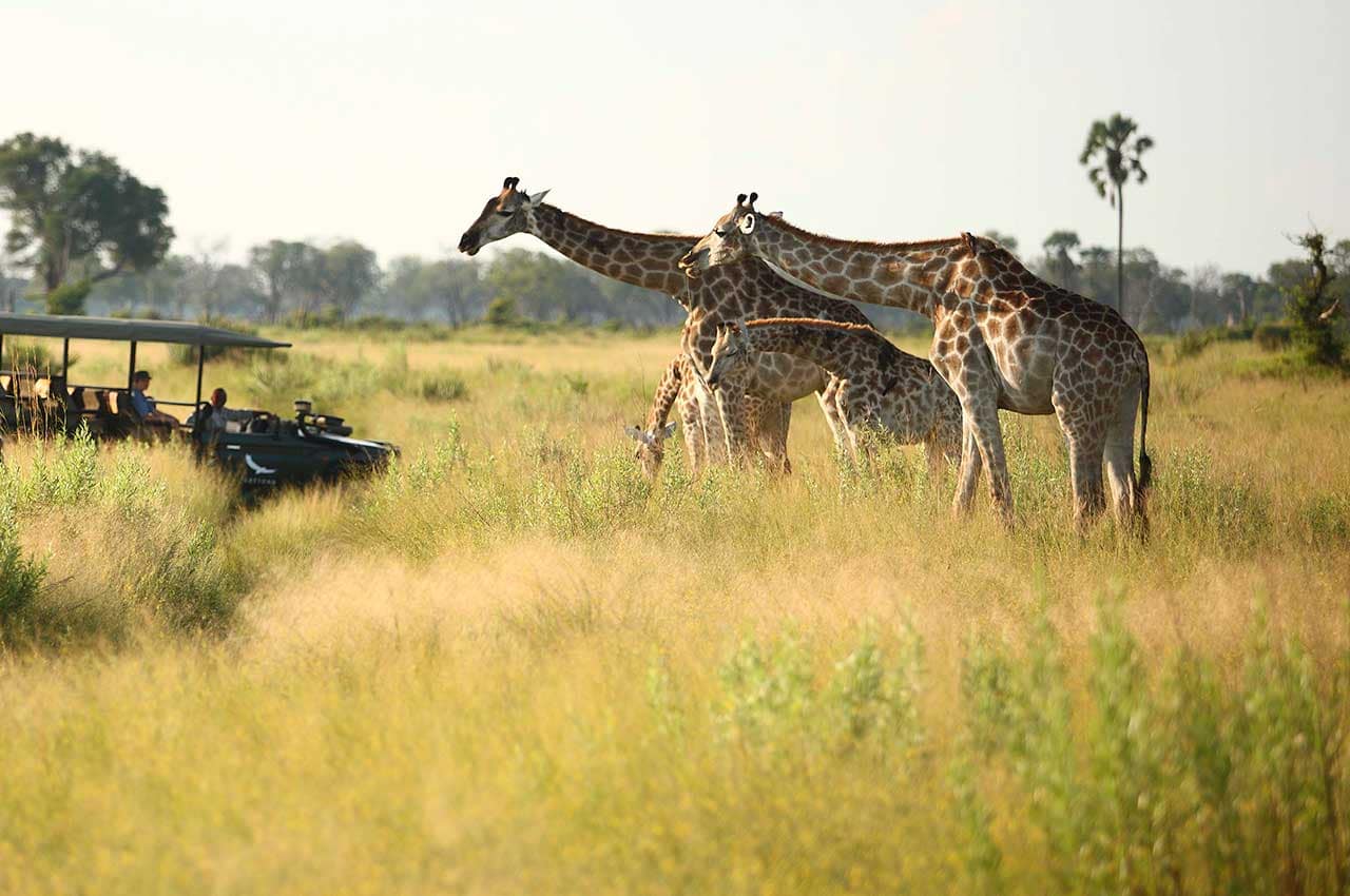 Safari andBeyond Nxabega Okavango