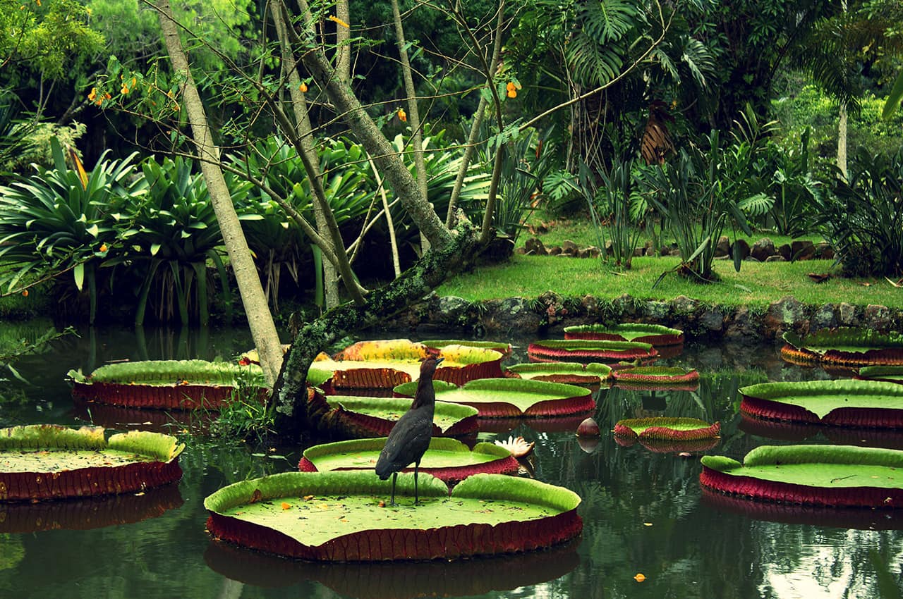 Amazonia vitoria regia