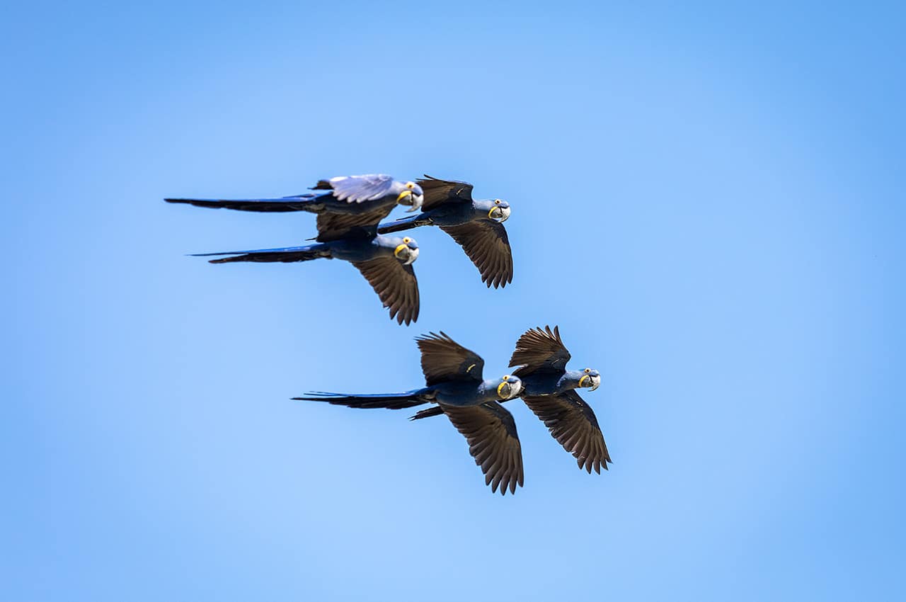 Caiman arara azul voando