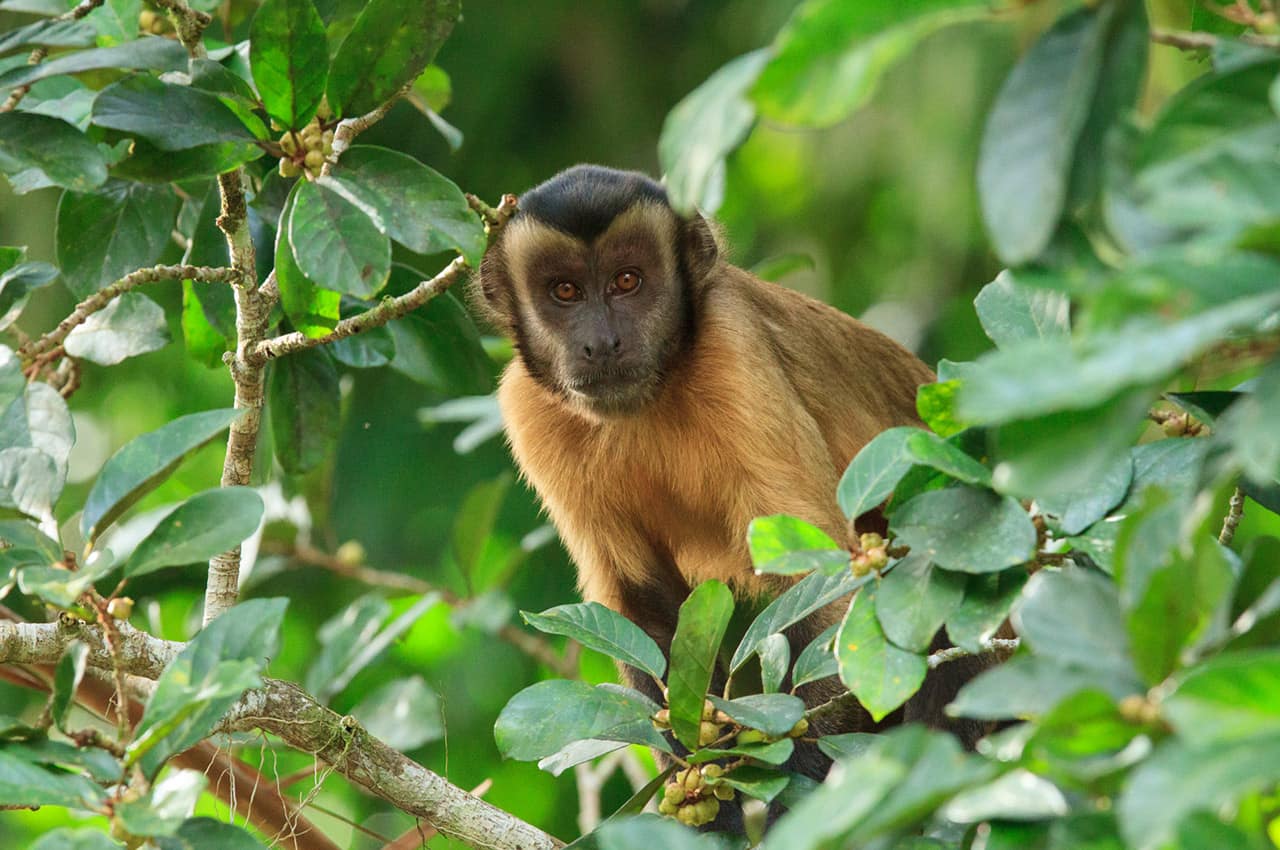 Cristalino lodge macaco prego das guianas