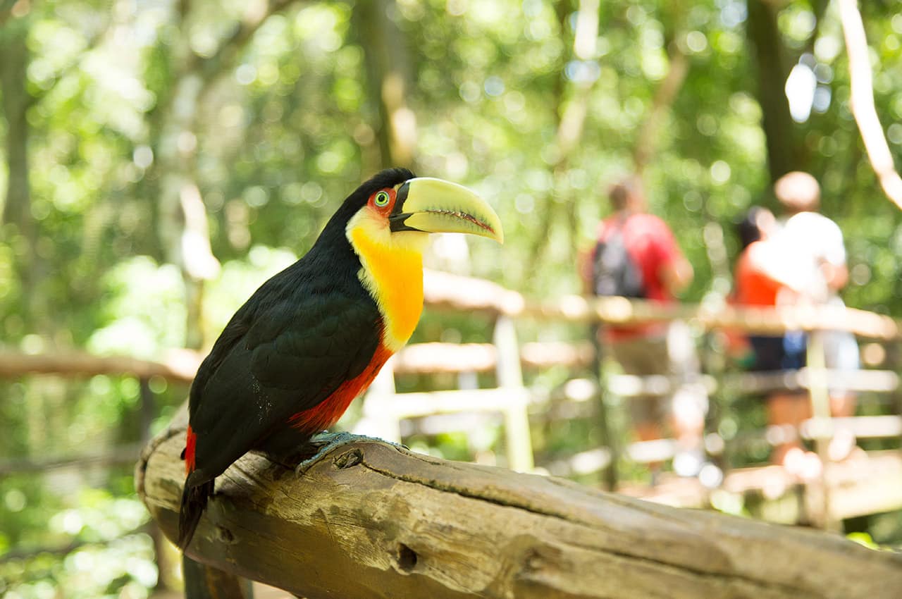 Foz do iguacu parque das aves ave