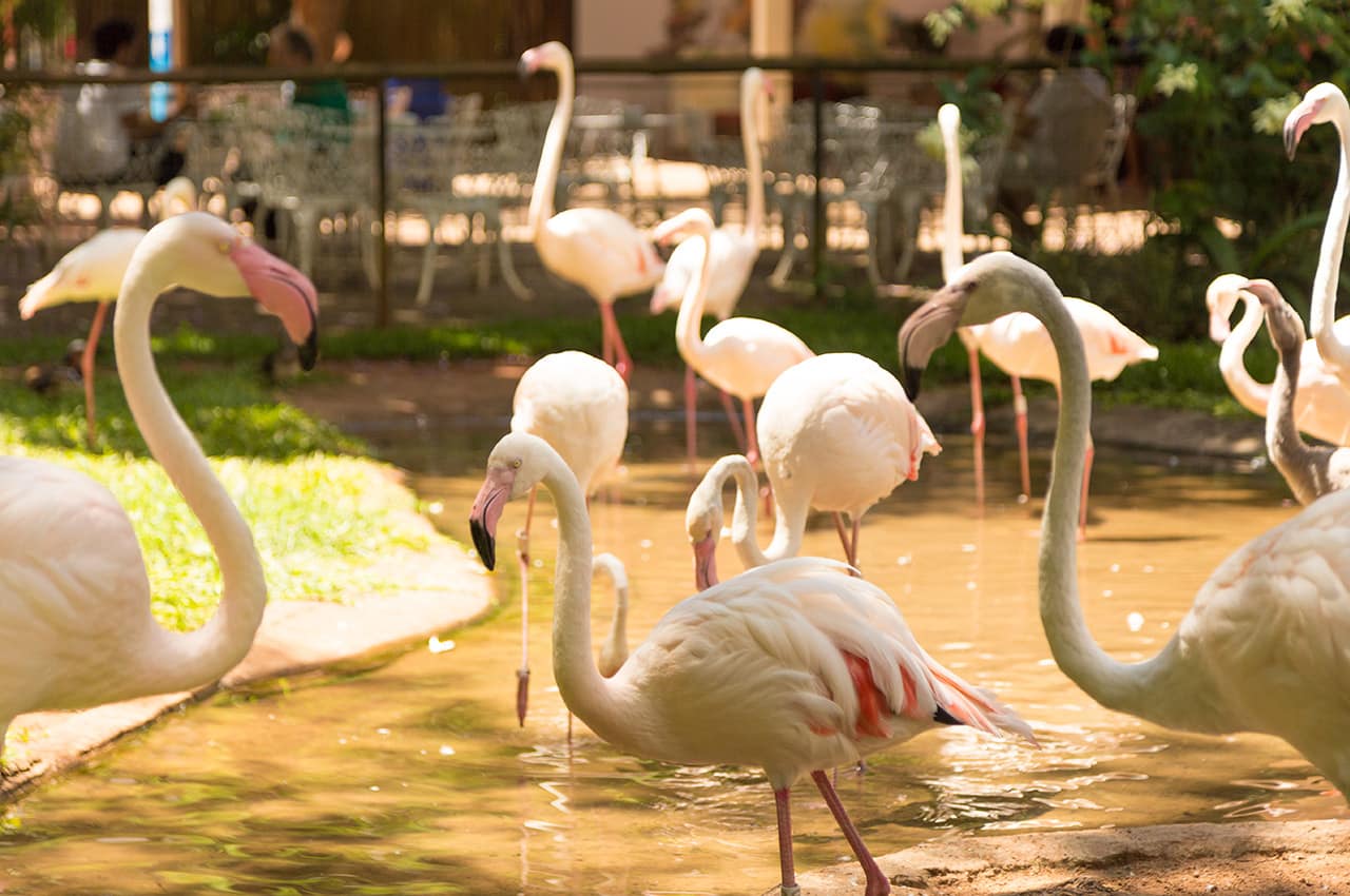 Foz do iguacu parque das aves flamingos