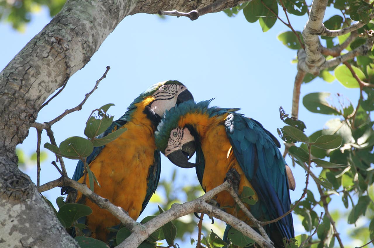 Ms barra mansa pantanal arara