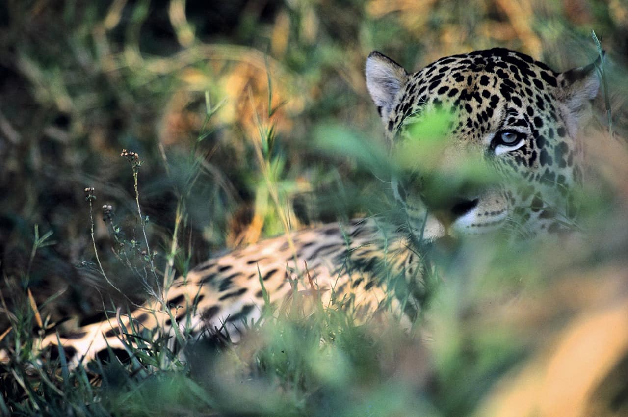 Ms barra mansa pantanal onca pintada