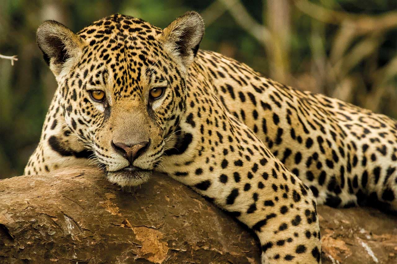 Onça do Pantanal