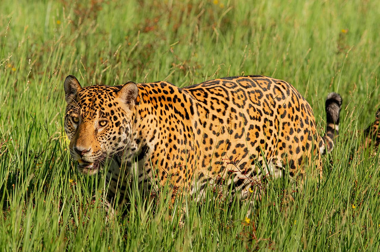 Onca pintada jaguar caiman pantanal matias ternes