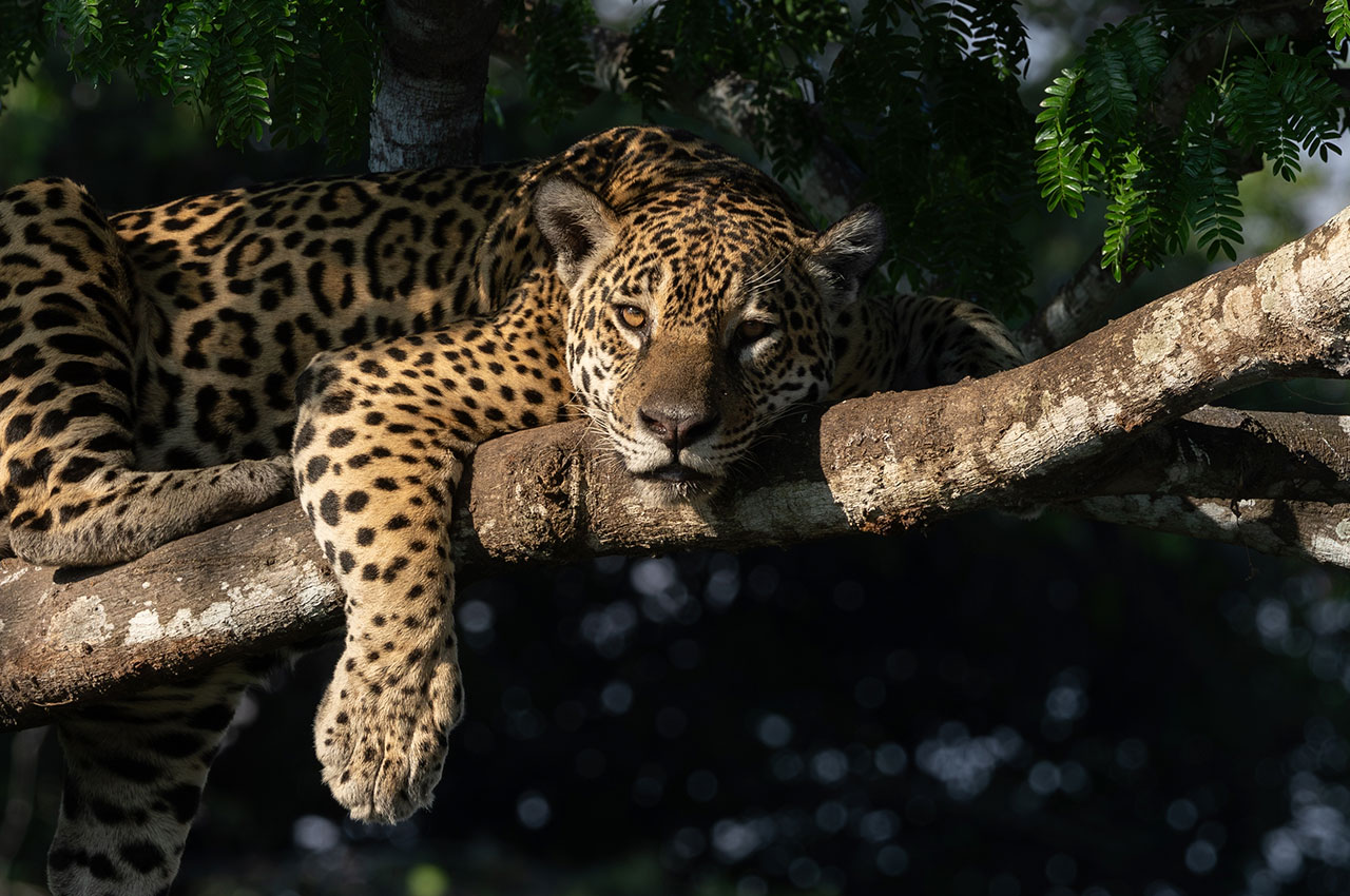Onca pintada pantanal