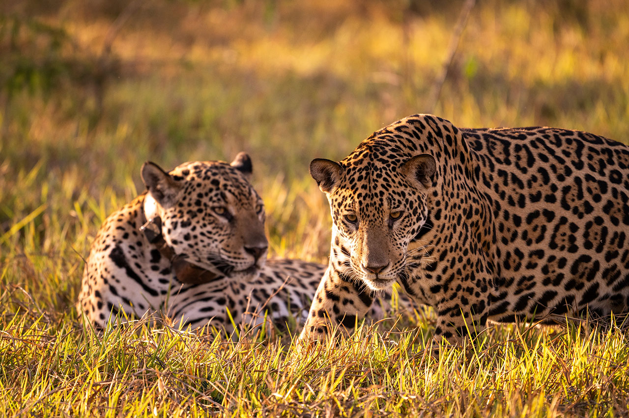 Pantanal onca pintada