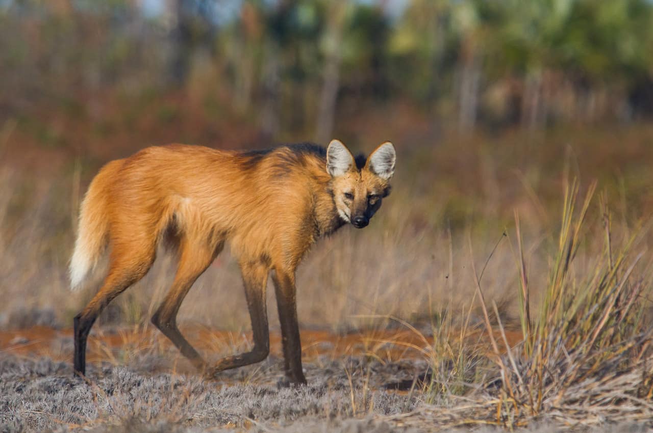 Pousada trijuncao lobo guara