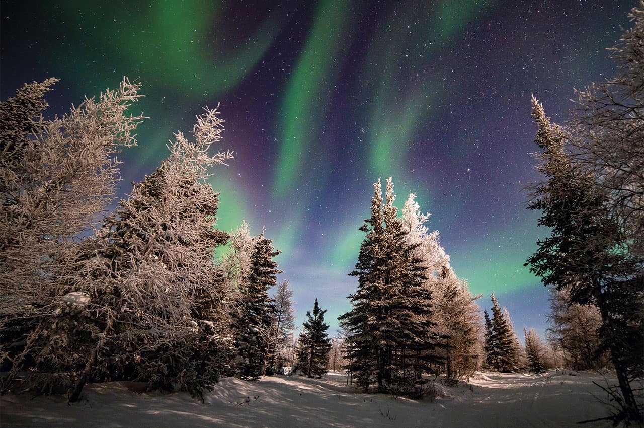 Aurora boreal na floresta