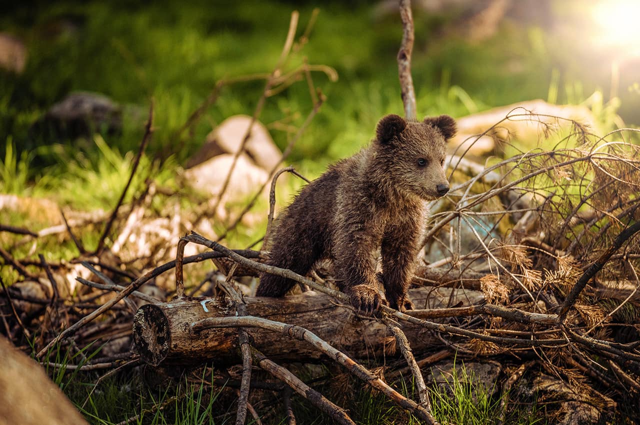 Canada urso filhote
