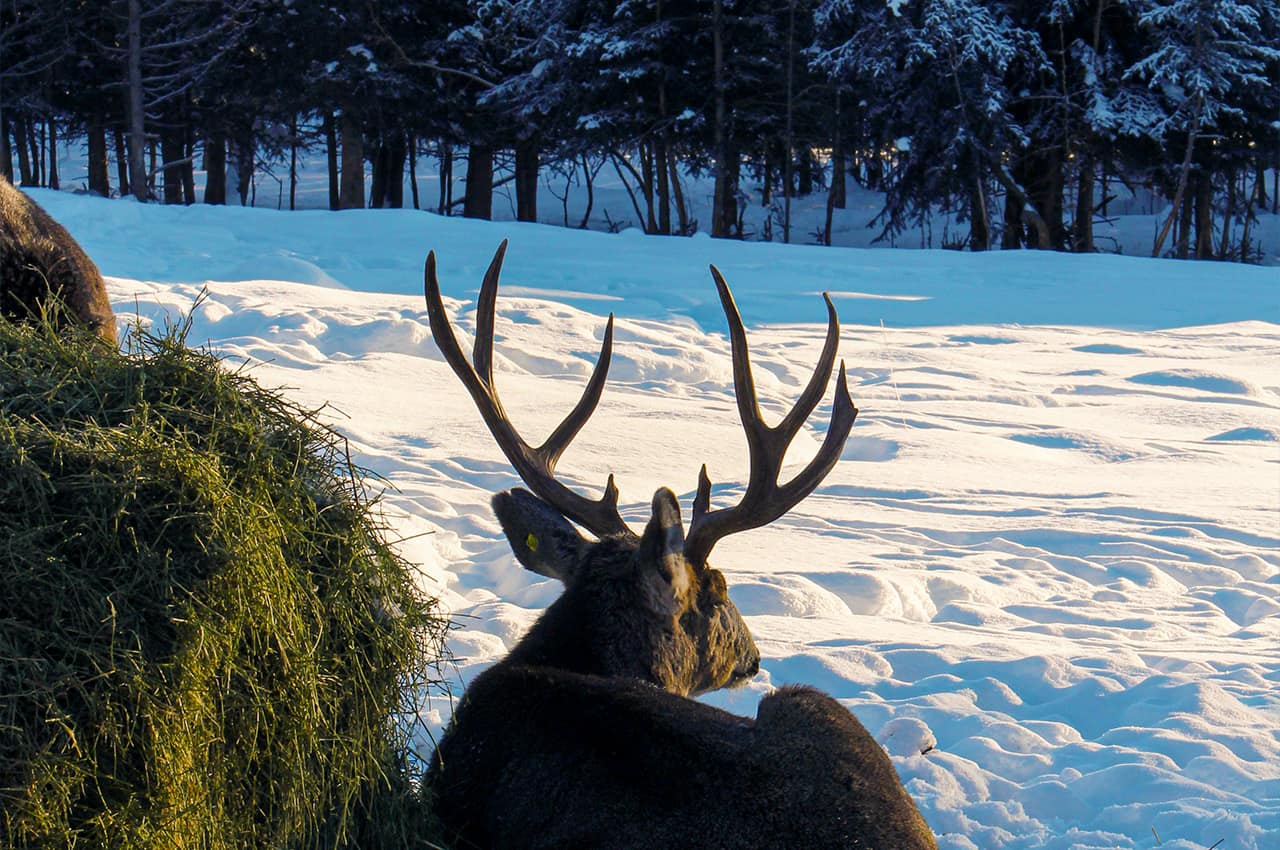 Canada yukon whitehorse animal