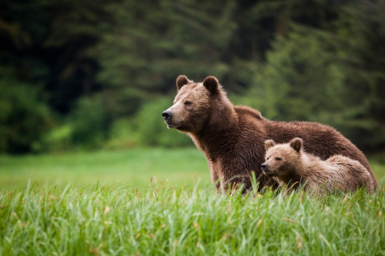 Knight inlet lodge urso com bebe