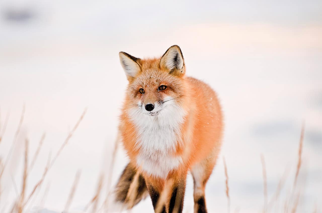 raposa manitoba churchill