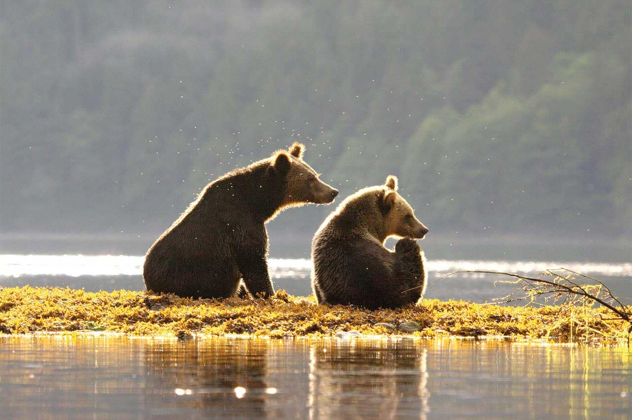 urso pardo spirit bear