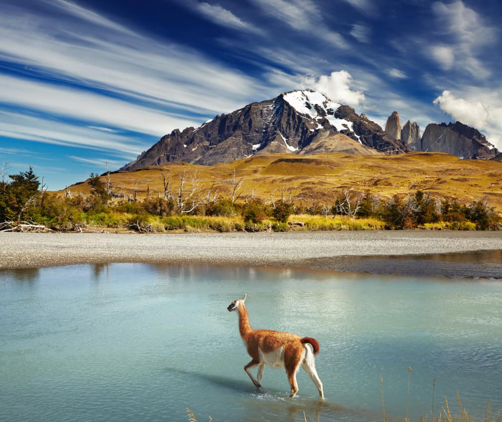 Guanaco Parque Nacional Torres del Paine Patagônia Chile
